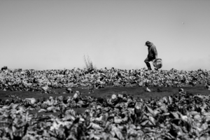 Ed Atkins walking along the oyster beds, St. Helena Island, SC, Pete Marovich. Collection of the Smithsonian National Museum of African American History and Culture
